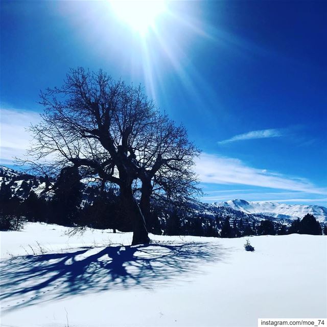 A tree with strong roots laughs at storms. lebanon  lebanese  snow  tree... (El Qammoûaa)