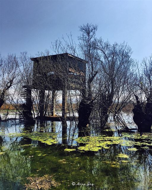 A TreeHouse Above Water 🌳⛺️🏞 treehouse  water  ammiq  wetland  tree ... (`Ammiq, Béqaa, Lebanon)