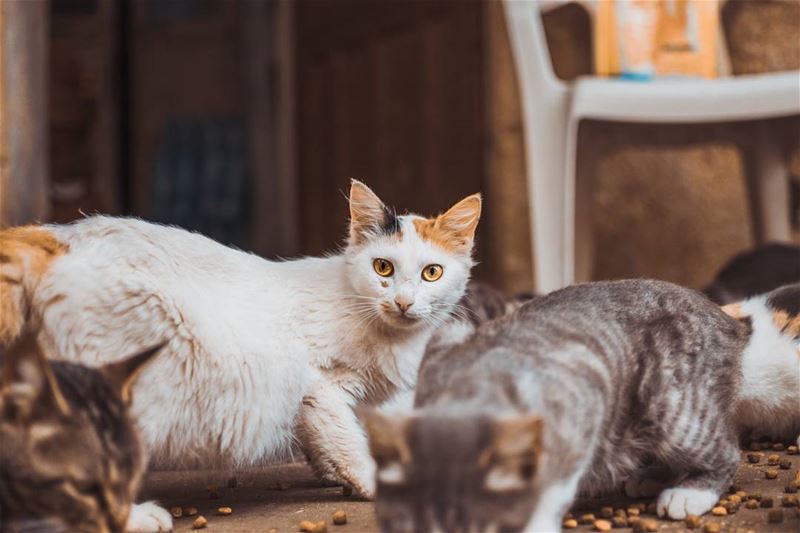 A typical Lebanese cat 🐱 (Couvent St. Georges - Sahel Alma)