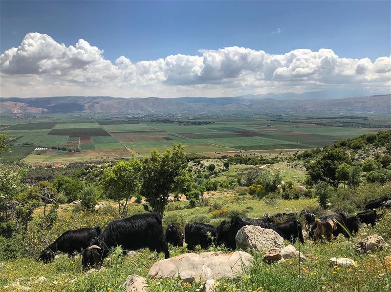 “A very famous quote” ‼️................. lebanon ... (West Bekaa)