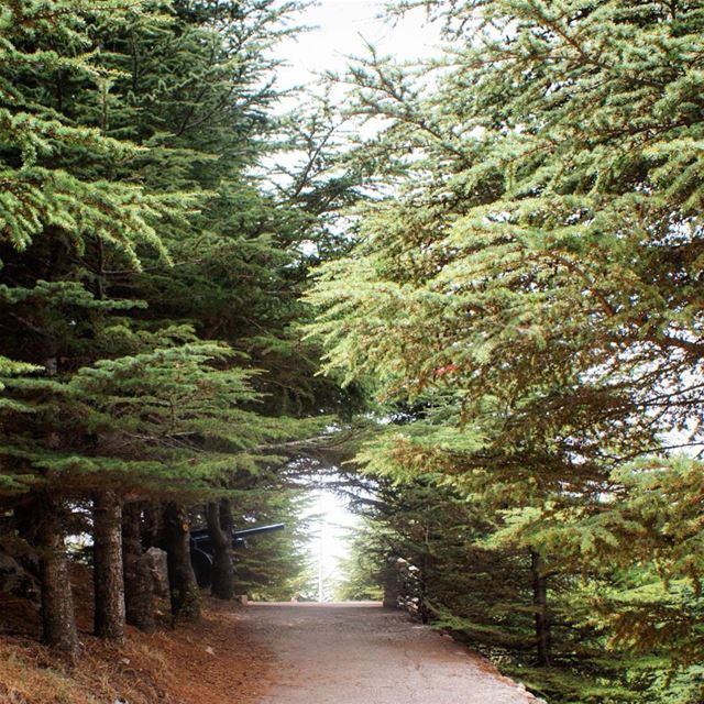 a walk through the woods 🌲 (Falougha, Mont-Liban, Lebanon)