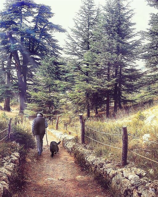 -A Walk to Remember -... cedars  cedarsofgod  livelovecedars ... (Cedars of God)