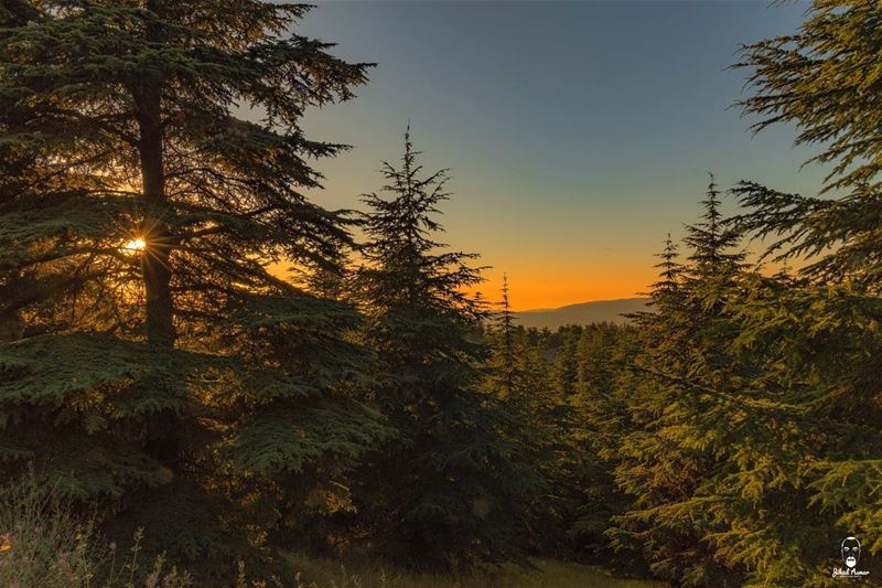 A warm and unique Shouf's Sunset!...