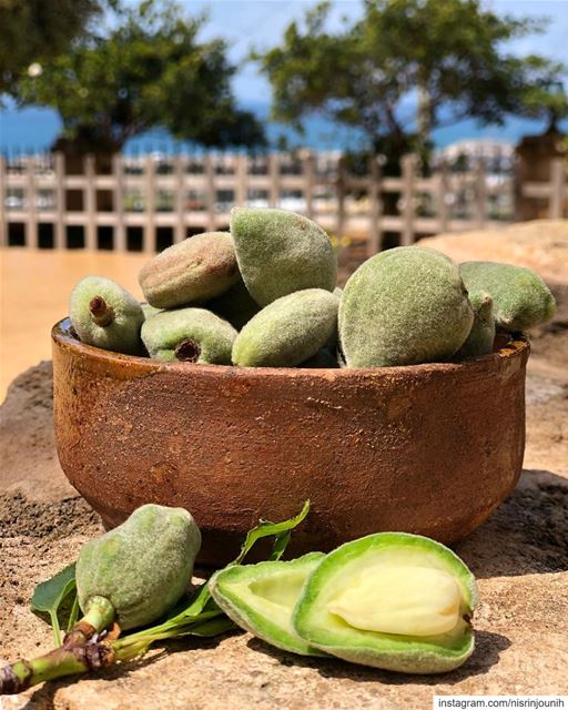 A welcome sign of spring 💚 take a bite and enjoy this healthy snack ...