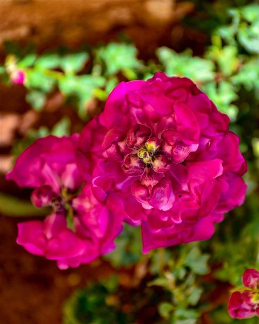 A Woman’s Spirit blossoms in the colors of her Soul..“Laurel Burch”...... (Marjaba, Mont-Liban, Lebanon)