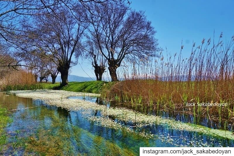 Aamik wetlands  aamiq  aamik  westbekaa  westbekaa  bekaa  lebanon  liban ...