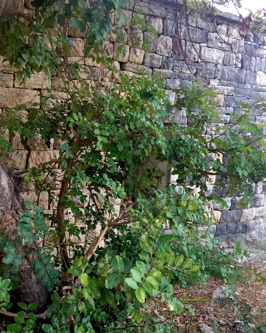  abandoned  oldhouse  heritage  stones tree  green lebanonhouses ...