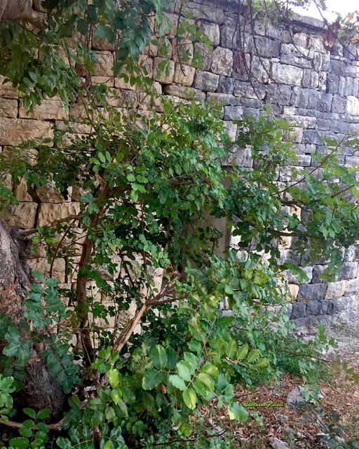  abandoned  oldhouse  heritage  stones tree  green lebanonhouses ...
