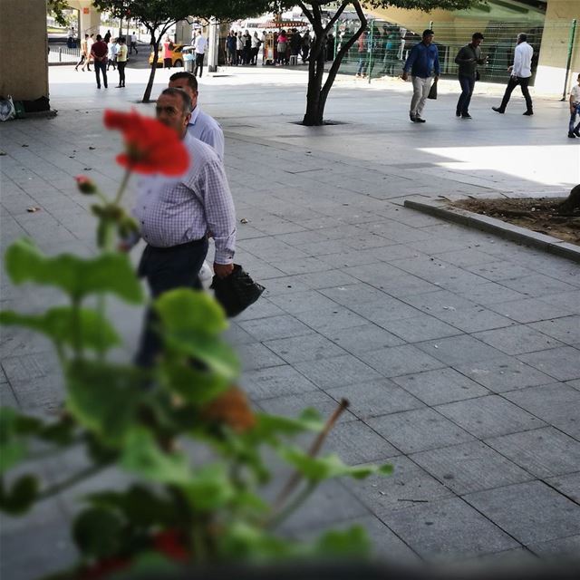 Abducted by a flower -  ichalhoub in  Istanbul  Turkey shooting with a...
