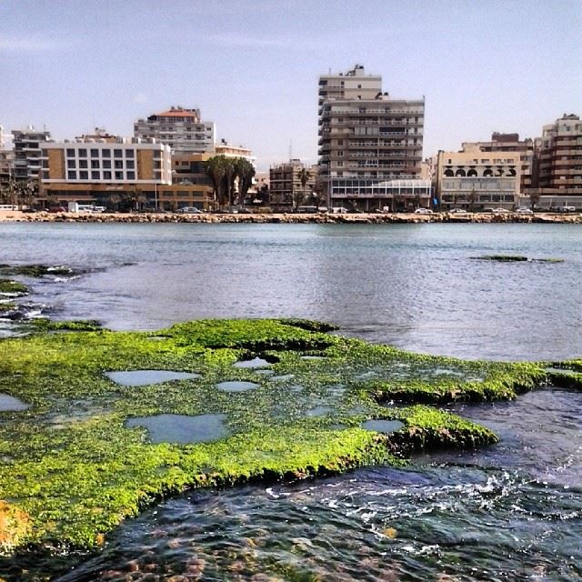 Abed El Wahhab island.... Tripoli! island  nature  TripoliLB ...