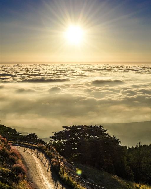 Above the clouds | The golden sunset.After a long hike of 5 hours, today... (Arz el Bâroûk)