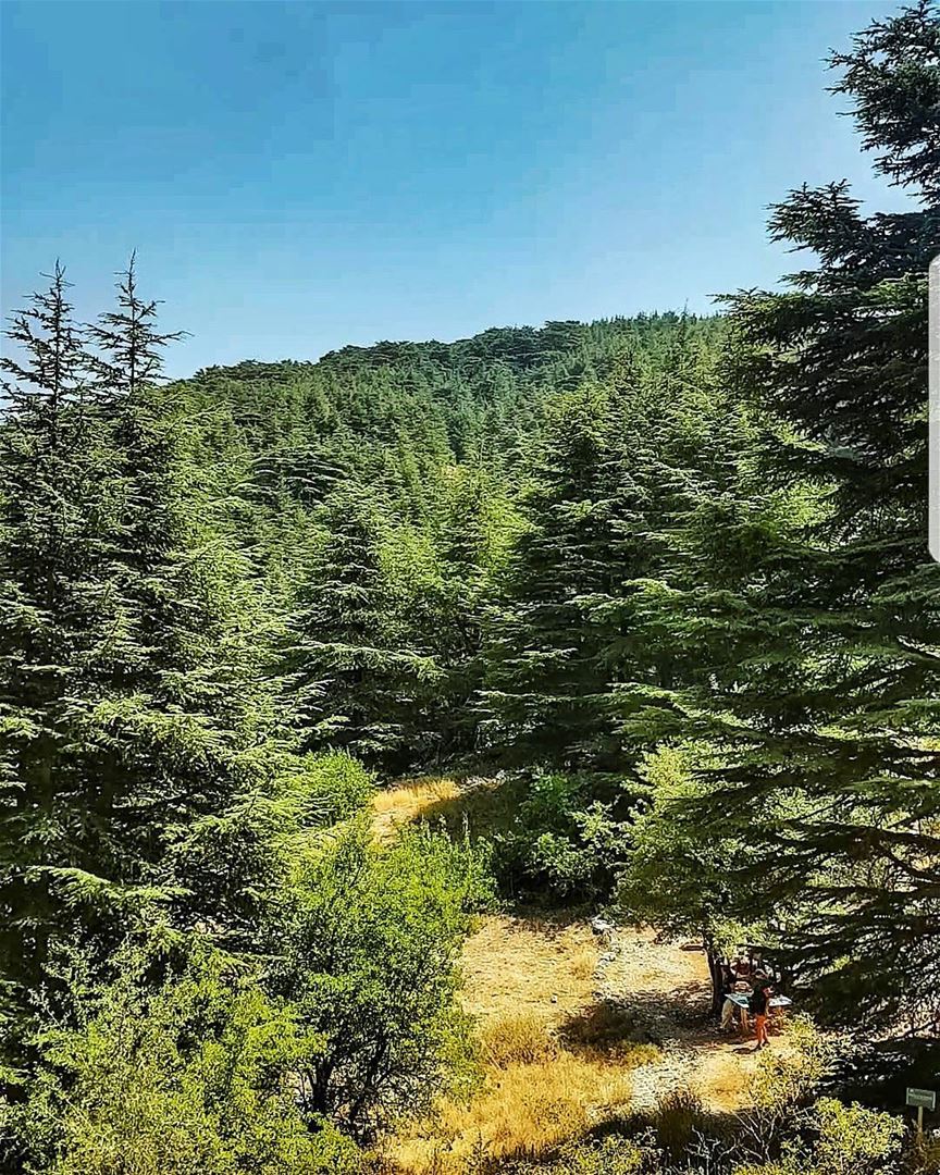 Absolute nature  trees  cedarsforest  barouk  nature  naturephotography ... (Bâroûk, Mont-Liban, Lebanon)