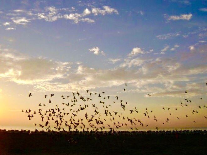 Act without expectation... flyingbirds sunset expectations sunsetthoughts... (Beirut, Lebanon)