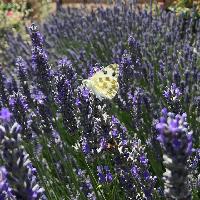 🍃Adha Mubarak to you and your family🌷🦋 (`Ammiq, Béqaa, Lebanon)