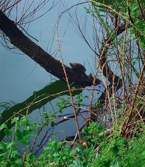 🐢🌊🌱  adventure  adventuretime  adventuring  adventurer  explore ... (Taanayel Lake)