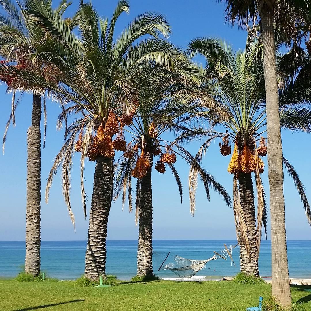 Advice from a Palm Tree:Soak up the sun.Stand tall and proud.Remember... (Laguava Beach Rmeileh)