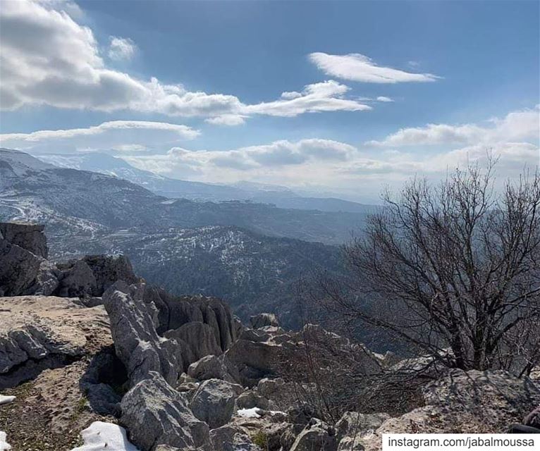 Advice from a tree:Be content with your natural beauty.  JabalMoussa ... (Jabal Moussa Biosphere Reserve)