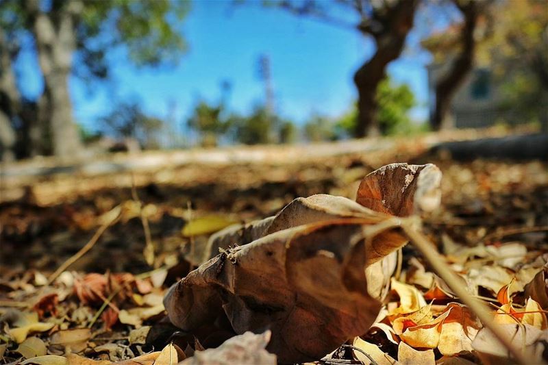 After each  fall there is a  Spring Don't be  desperate falling  leave ... (Sawfar, Mont-Liban, Lebanon)