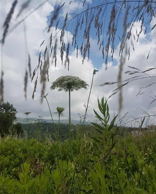 After the rain...  ig_lebanon  instaamici  insta_lebanon  ptk_nature ...