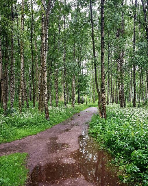 After the rain | Near Saint Petersburg, Russia. The first day of my 30 day... (Saint Petersburg, Russia)