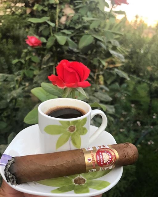 Afternoon Therapy. afternoon coffee relax flowers cigar cigars hupmann... (Zahlé, Lebanon)