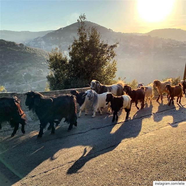 Afternoon walks...  lebanon  baskinta  livelovelebanon  goats  🐐 ... (Baskinta, Lebanon)