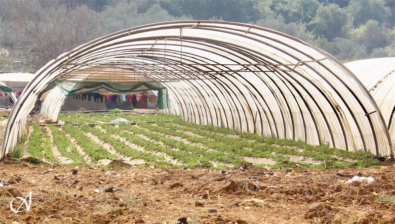  agriculture  strawberry  plants  outdoor  hiking  bisri  savebisri ... (Marj Bisri)