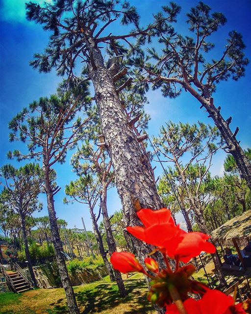 Aim  high 😊 goprocaptures  yallagopro  natureloversgallery ... (Ô Bois restaurant)