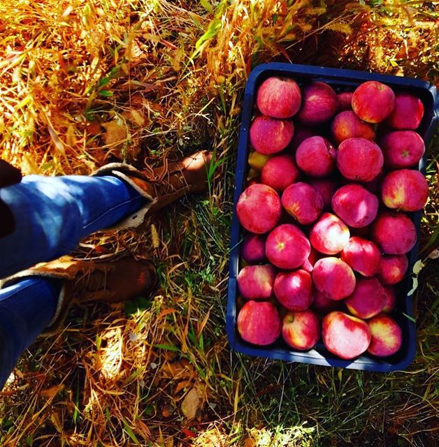 Ainata Apple Harvest... (`Aynata, Béqaa, Lebanon)