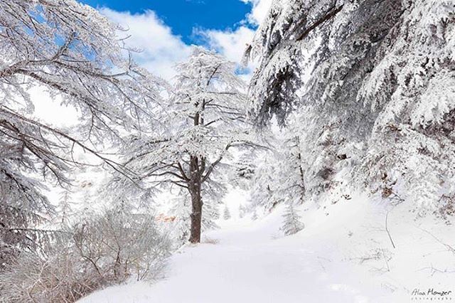  ainzhalta  shouf  lebanon  shoufreserve  canonme  10452_lebanon  🇱🇧 ... (Al Shouf Cedar Nature Reserve)