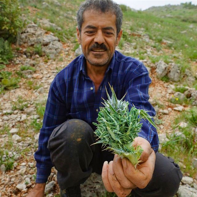 Akkoub or Gundelia in Latin is a wild, edible, perennial plant from the...