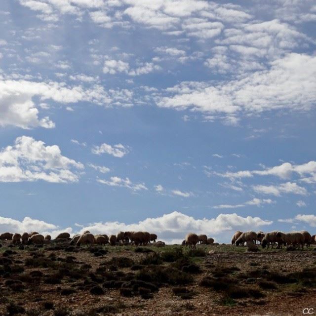  akoura  Lebanon  mountain  sky  blue   clouds  sheeps  photos  pics ...