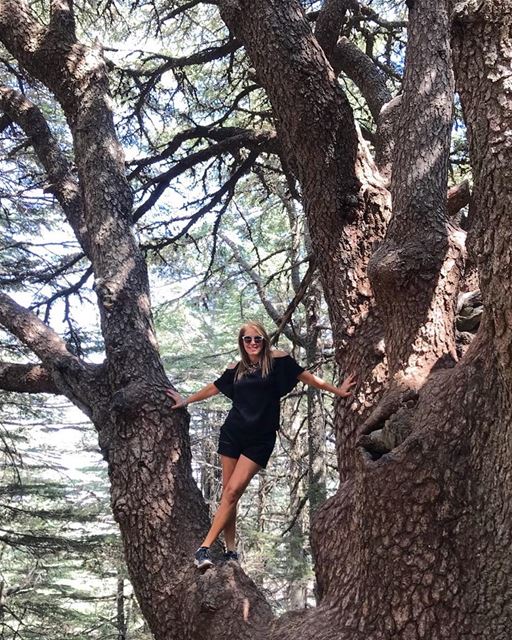 Al Shouf Cedar Nature Reserve 💚🇱🇧💚It is a peaceful and beautiful...