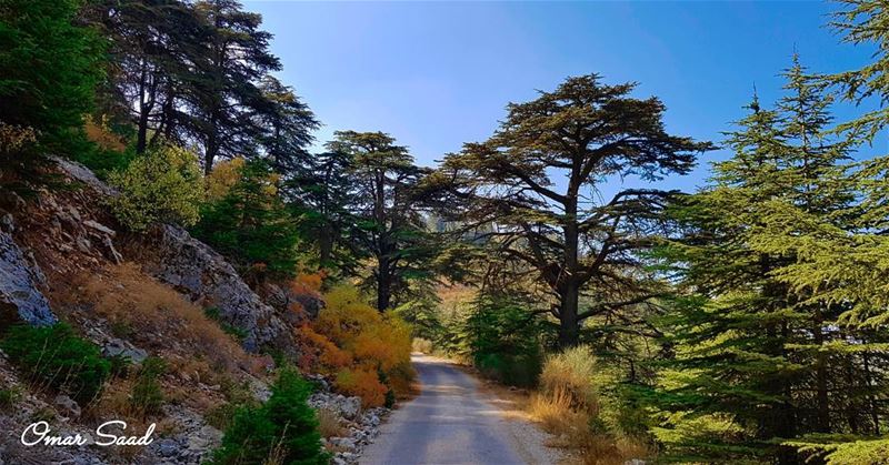 Al shouf Cedar Nature Reserve was declared in 1996. The largest nature... (Shouf Cedar Ain Zhalta)