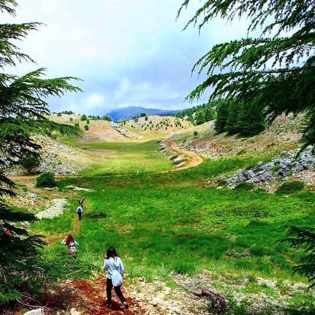 --------------------------------------------------------------------------- (Al Shouf Cedar Nature Reserve)