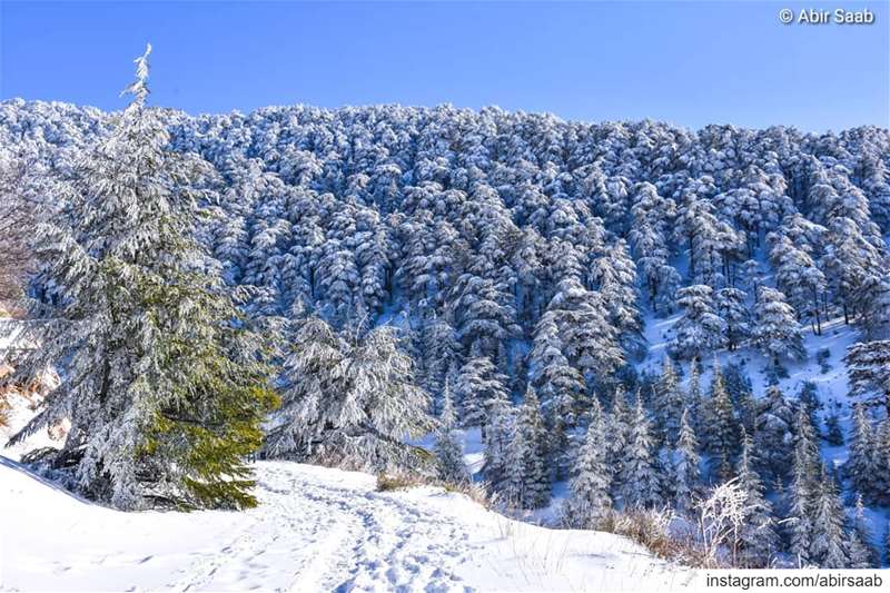 𝐅𝐫𝐨𝐦 𝐨𝐮𝐫 𝐩𝐫𝐞𝐜𝐢𝐨𝐮𝐬 𝐂𝐡𝐨𝐮𝐟 𝐂𝐞𝐝𝐚𝐫 𝐫𝐞𝐬𝐞𝐫𝐯𝐞 𝐚𝐥� (Al-Shouf Cedars Natural Reserve)