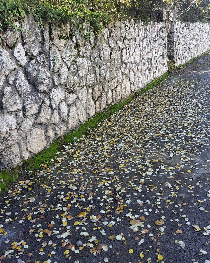  aley  nature  wall  yellow  leaves  trees  clouds  sunnyday  sport ... (Aley)