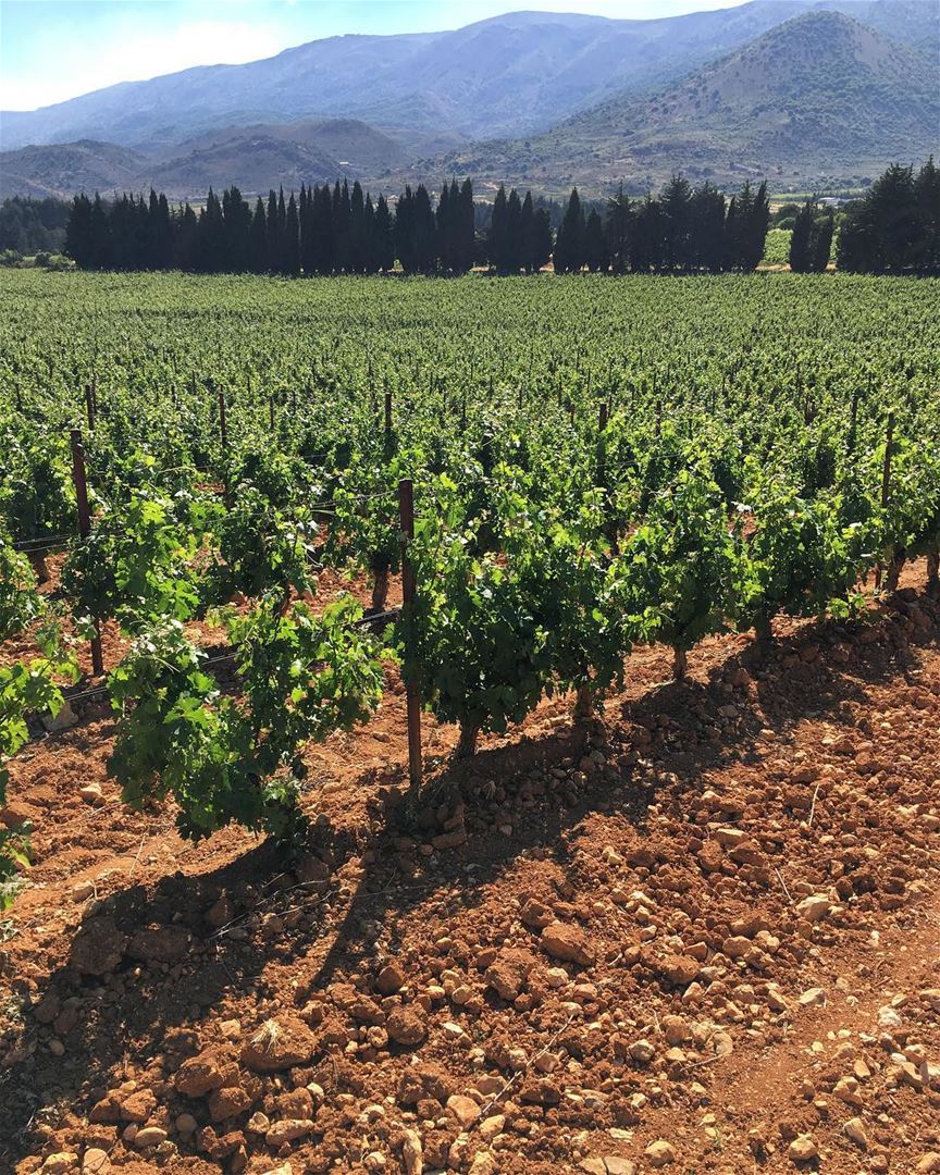 Alguns dos melhores vinhos do Líbano nascem aqui, nesta esplendorosa planíc (Château Kefraya)