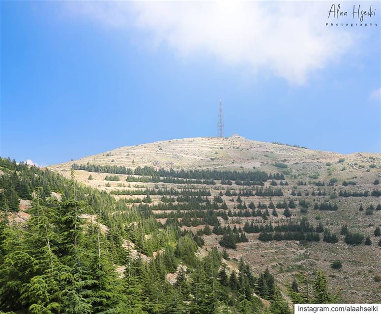 ALIVE ☀️... Hseiki  Lebanon  beirut  nature  photography  cedars ... (Maaser El Shouf Cedar Reserve محمية ارز معاصر الشوف)