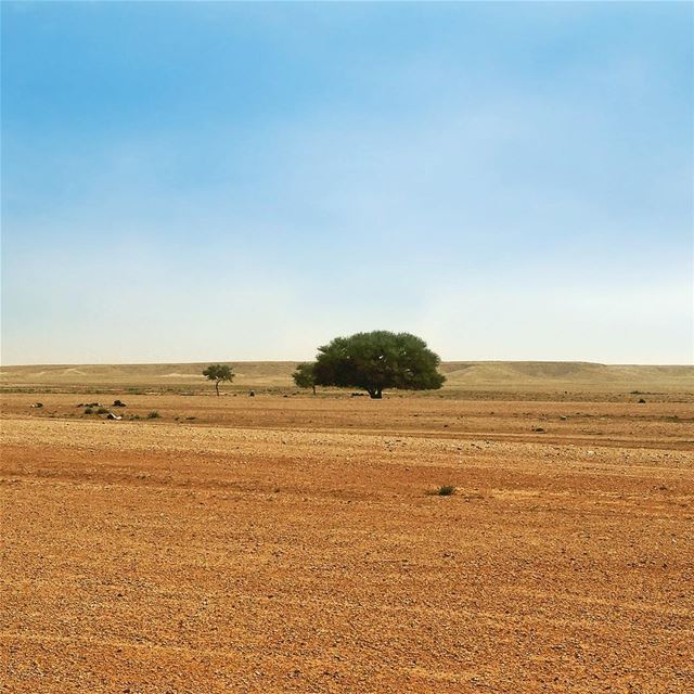 All Alone Standing Strong.Off roading for some interesting views and... (Riyadh, Saudi Arabia)