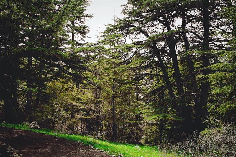 All i need is this...  lebanon  lebanon_hdr  ig_lebanon  insta_lebanon ... (Barouk Cedar Forest)