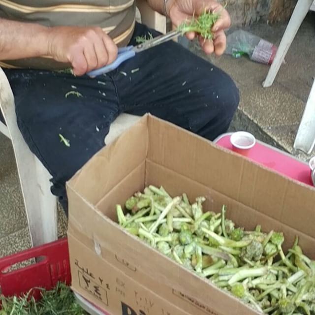 All men in this village like to expose their rugged hands to cuts and... (Dayr Al Qamar, Mont-Liban, Lebanon)