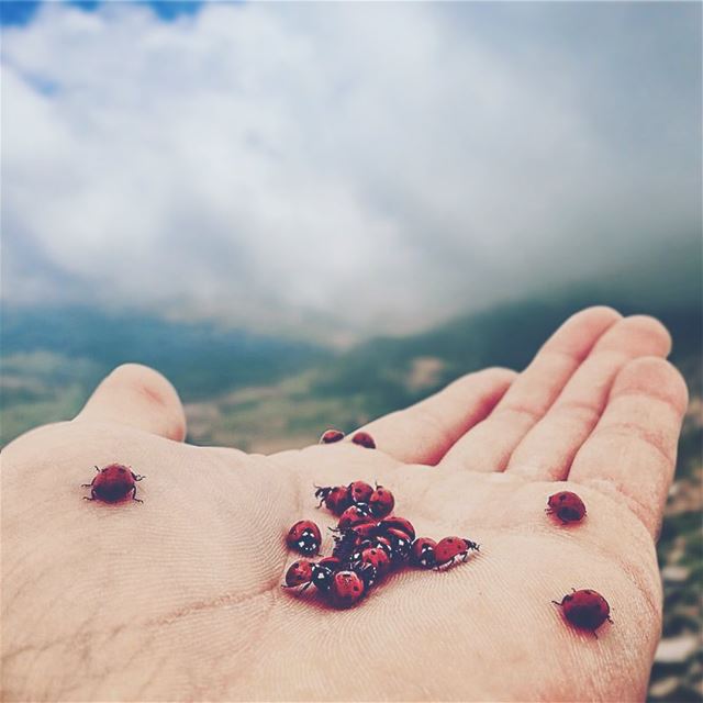 All my lines are bugged 🐞✋🏼... lebanon  explorelebanon ... (Mount Sannine)