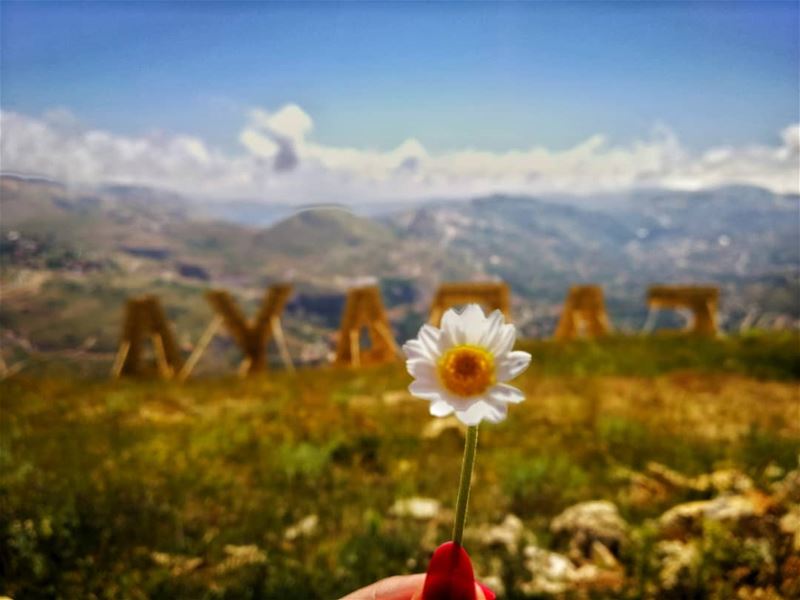 "All summer she scattered the daisy leaves;They only mocked her as they... (Faraya, Mont-Liban, Lebanon)