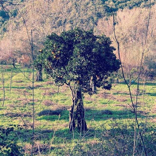 All that I can see is another lemon tree....... nature  colors ... (Marj Bisri)