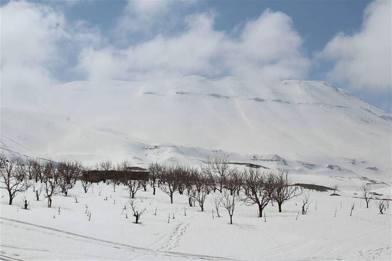 All the trees are losing their leaves, and not one of them is worried. ... (Lebanon)