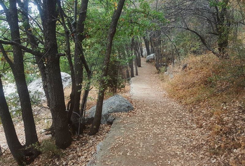 All the trees are losing their leaves and not one of them is worried 🍂.... (Somewhere in Lebanon)