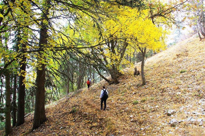 All the trees are losing their leaves, and not one of them is worried 🍂🍃�