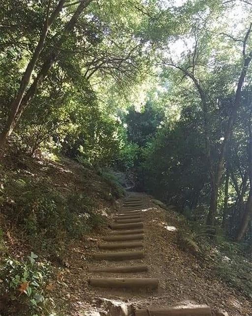 All the way up! JabalMoussa  Chouwan  nature  nationalgeographic ... (Jabal Moussa Biosphere Reserve)