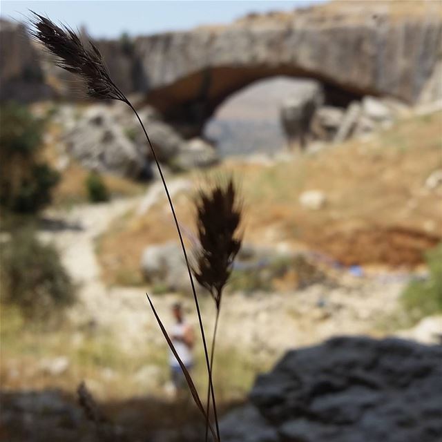 All those who are around me are the bridge to my success.Kfardebian... (Kfardebian village)